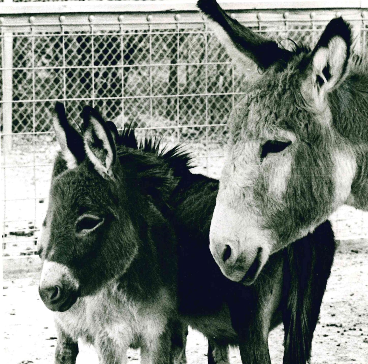 Donkeys